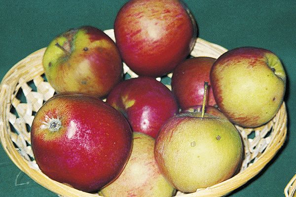 Wettringer Taubenapfel