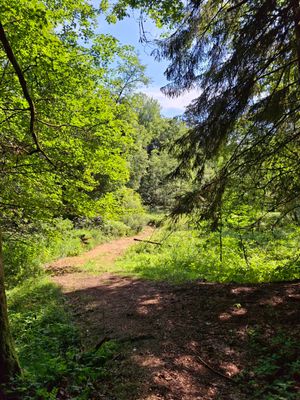 Zwischen einer freien, sonnigen, von Gräsern bewachsenen Fläche im Laubwald führt ein Weg hindurch.