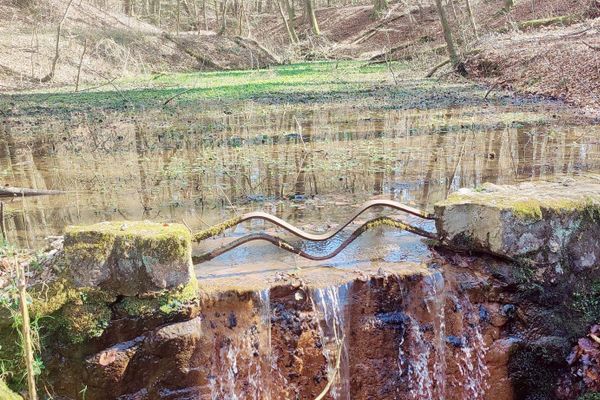Die Nixenquelle ist ein idyllischer Quellbereich mitten im Medinger Wald bei Bad Bevensen. Über Moos und Steine fließt klares Wasser in ein kleines Becken, das von Sagen und Mythen umwoben ist. Ein verwunschener Ort in der Lüneburger Heide, umgeben von altem Baumbestand – ideal für Naturfreunde und Radwanderer.