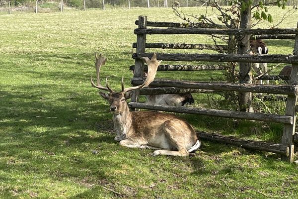 Hirsch im Wildgehege Sambachshof