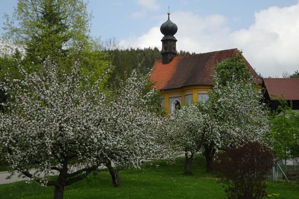 Unter weiß blauem Himmel versteckt sich eine Kirche hinter blühenden Obstbäumen.