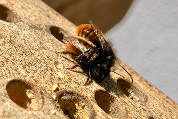 Zwei Wildbienen in Nahaufnahme sitzen auf einer Nisthilfe.