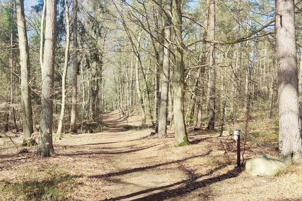Ein idyllischer Waldweg mit Laub- und Nadelbaumbestand nahe Bad Bevensen. Ideal für Radfahrer und Wanderer in der Lüneburger Heide.