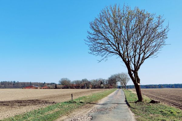 Ein schmaler, asphaltierter Weg führt durch offene Feldflur in Richtung Solchstorf. Der markante Baum am Rand lenkt den Blick auf die ländliche Weite, die sich bis zum nahen Waldrand erstreckt. Eine Szene voller Ruhe und Klarheit – ideal für Naturbeobachtung, Fotomotive oder eine kurze Verschnaufpause.