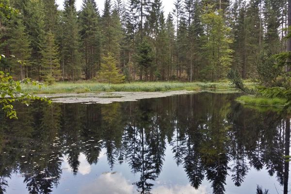 Grimmeisenweiher