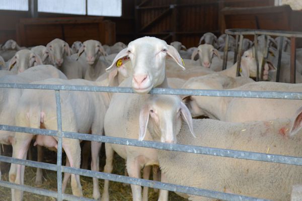 Die Schafe Ende März nach der Schur - Wolle ist mittlerweile ein Abfallprodukt, obwohl die Zucht seit Jahrhunderten auf Qualität setzt.