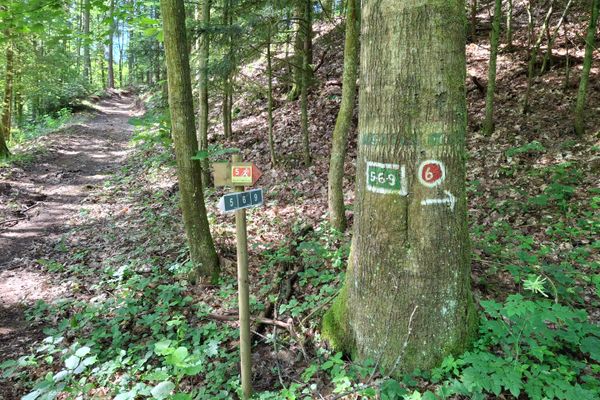 Ein Wanderweg führt durch einen Laubwald. An einem Baumstamm sind Markierungen auf die Rinde gezeichnet. Daneben steht ein Holzpflock mit einem Hinweiszeichen.
