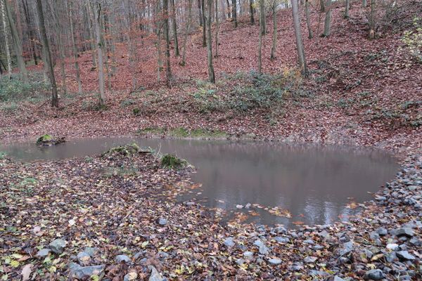 Feuchtbiotop bei Goßmannsdorf November 2024