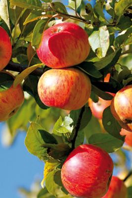 Rot leuchtende Äpfel hängen dicht an dicht im grünen Laub des Apfelbaumes. Ein bisschen blauer Himmerl schimmert durch.