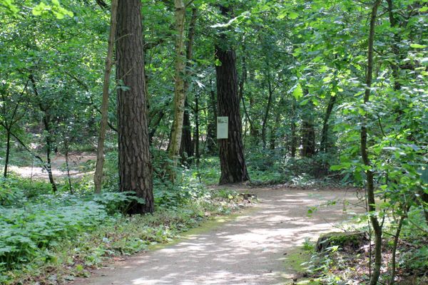 Waldweg am Rollstuhlwanderweg