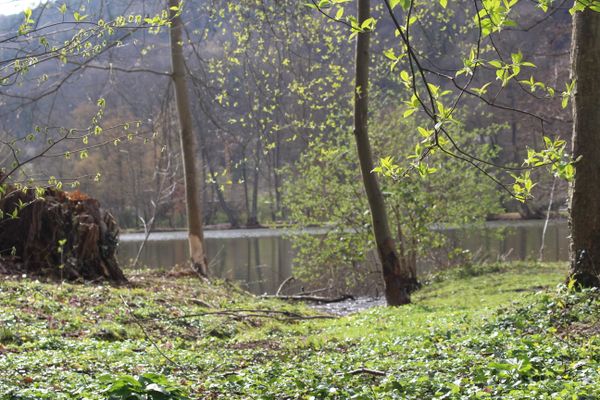 Seegarten Amorbach
