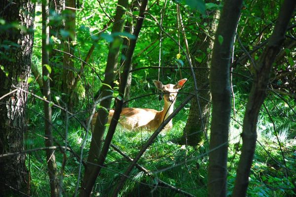 Im Wildnisgelände steht ein Reh unter Bäumen im dichten Gras und beobachtet aufmerksam das Umfeld.
