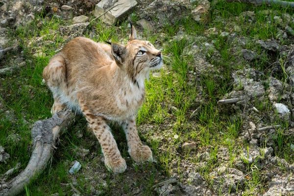 einer der Luchse vom Wildpark Mehlmeisel