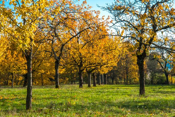 Kirschen-Allee im Herbst (Königsberg i. Bay.)