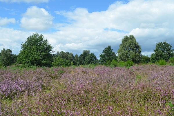 Addenstorfer Heide