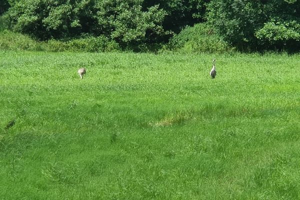 Zwei graue Kraniche stehen weit voneinander entfernt auf einer grünen Wiese vor dichtem Laubwald, hohes Gras im Vordergrund und dunkle Baumreihe im Hintergrund.