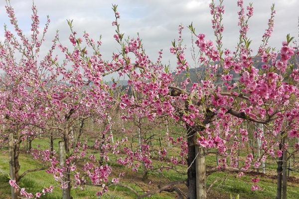 Pfirsichblüte