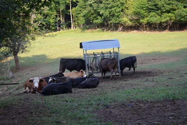 Weidehaltung lohnt sich auch in steilen Lagen, wie hier in Engelhardsberg
