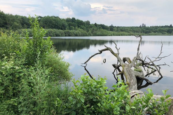 Still liegt der sehr natürlich wirkende Rothenbachteich vor dem Betrachter. Durch üpppigen Uferbewuchs geht der Blick auf einen großen toten, stark verzweigten Baum im Wasser. Auf der anderen Seite des Sees ist das üppig grüne Ufer mit vielen Bäumen zu sehen, das sich in der Wasseroberfläche spiegelt.. Der Himmel ist strahlend blau.