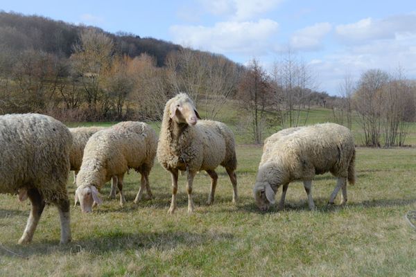Die Schafe leben die meiste Zeit ihres Lebens auf den Wiesen der Fränkischen Schweiz