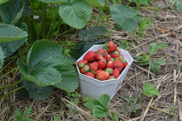 Erdbeeren frisch gepflückt