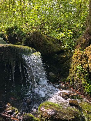 Ein kleiner Wasserfall, der über bemooste Basaltsteine in einem Waldgebiet läuft.