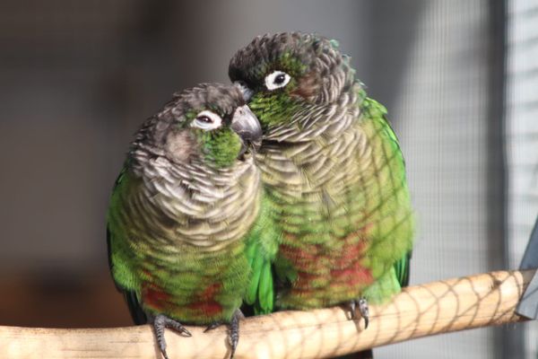Vogelpark Groß-Rohrheim