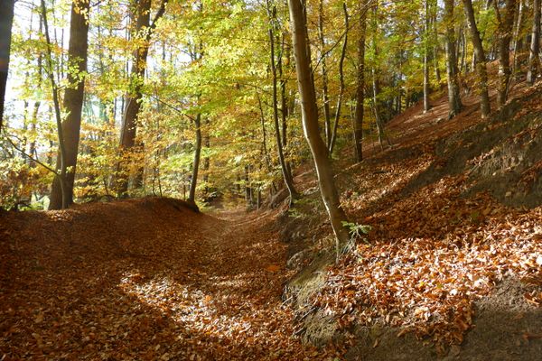 Wanderweg mitten durch den Lietwald, auf dem viele Bunte Blätter liegen