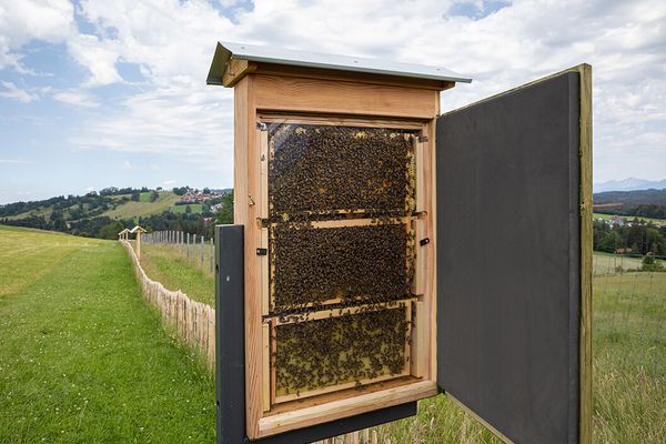 Bienenlehrstand am Rundlehrpfad bei der Schönegger Käsealm