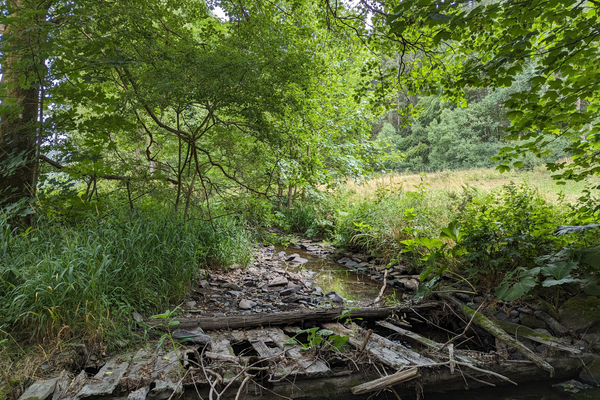 Das Bild zeigt den Floßbach Grümpel in Steinberg. Dieser ist umgeben von Wald.