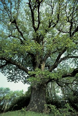 6Baum