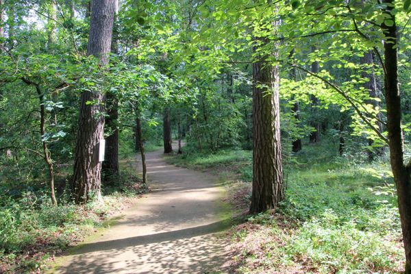 Waldweg am Rollstuhlwanderweg