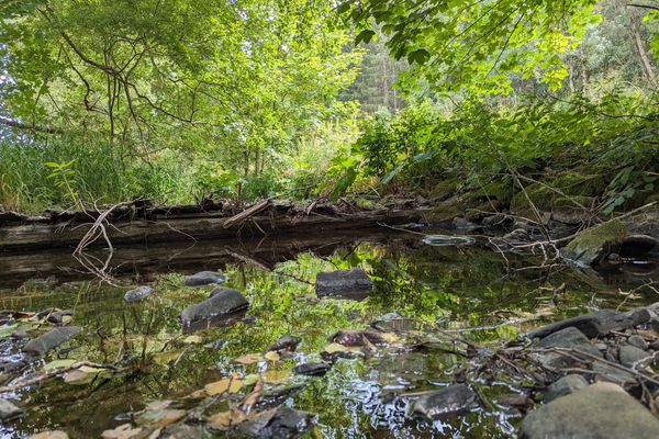 Das Bild zeigt den Floßbach Grümpel in Steinberg. Dieser ist umgeben von Wald.