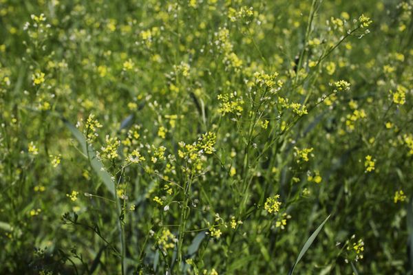 Ein grünes Feld mit gelben Blüten.