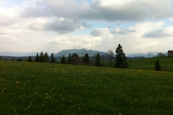 Blick über weite Löwenzahnwiesen