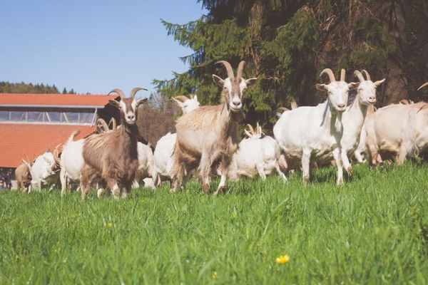 Rund um den Hof gibt es herrliche Weiden