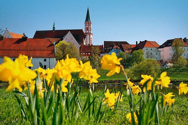 Blick über blühende Narzissen im Vordergrund auf die Karmelitenkirche Straubing und angrenzende Gebäude, die dicht beieinander stehen.