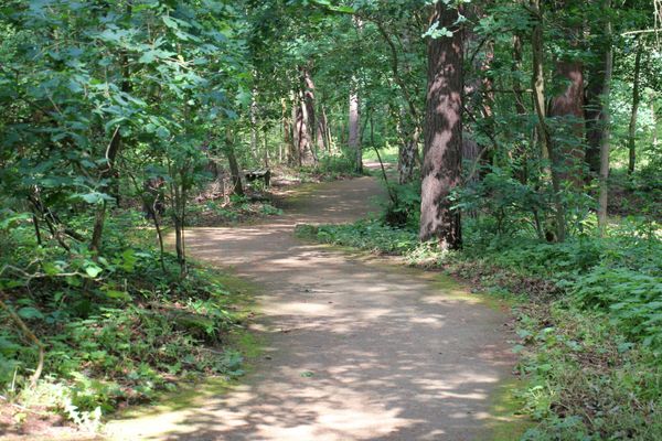 Waldweg am Rollstuhlwanderweg