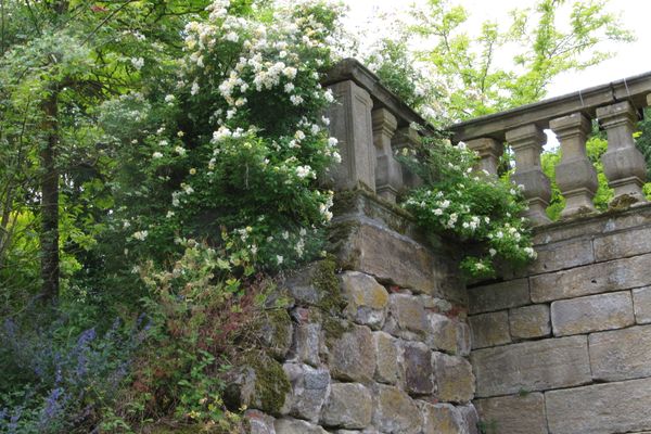 Eine Kletterrose erobert die Balusterbrüstung