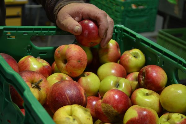 Äpfel aus biologischem Anbau werden hier für den Großhandel sortiert