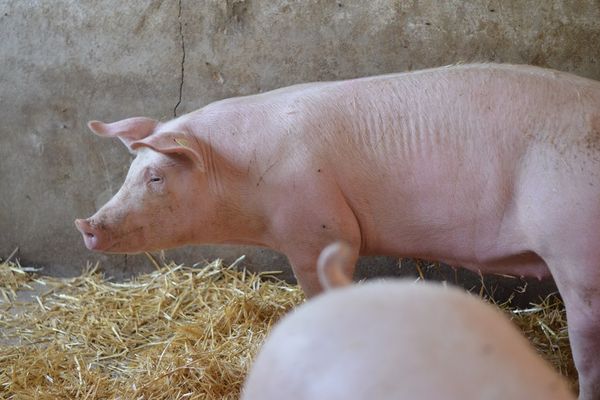 Viel Platz und viel Stroh für die Schweine