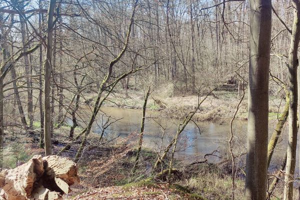 Die Ilmenau schlängelt sich durch einen lichten Auenwald bei Medingen nahe Bad Bevensen. Der Blick fällt vom Hang aus durch hohe Bäume auf den Flusslauf im Tal.