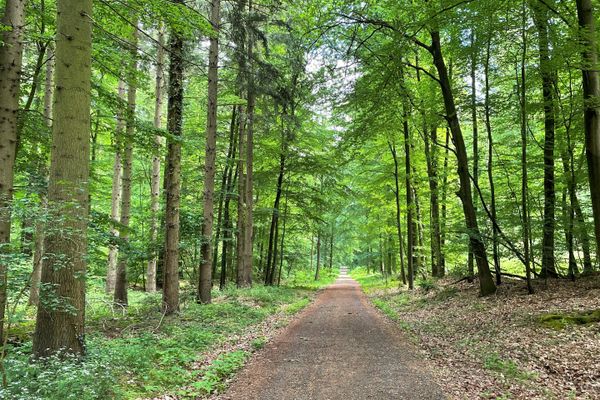 Waldweg im Rießel bei Bad Bevensen