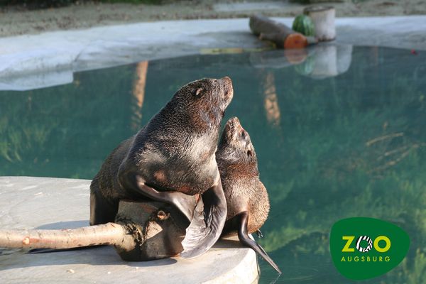 Seebären Zoo Augsburg