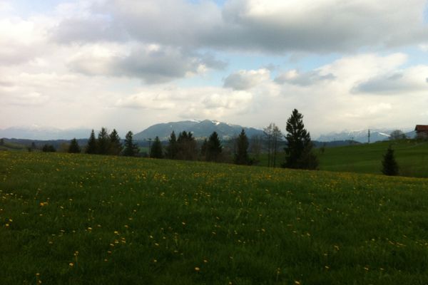 Blick über weite Löwenzahnwiesen