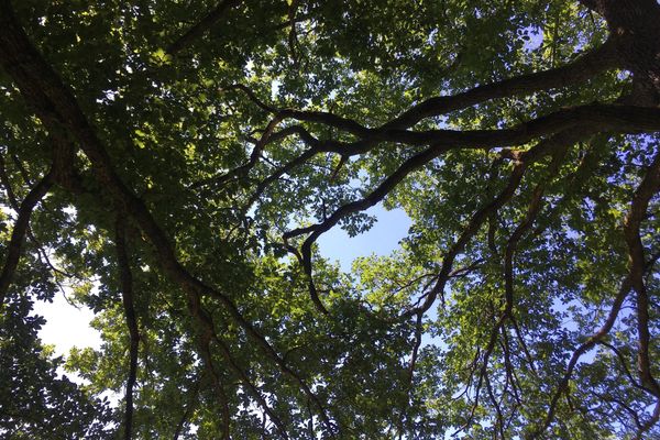 Bild des Datensatzes Nachhaltigkeits-Rundtour um Burg Lindelbrunn