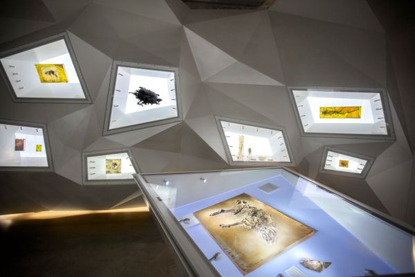 Halbdunkler Raum, im Vordergrund und an den Wänden beleuchtete Schaukästen mit verschiedenen Fossilien.