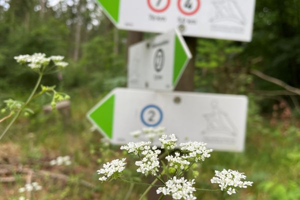 Wanderwegweiser im Rießel bei Bad Bevensen