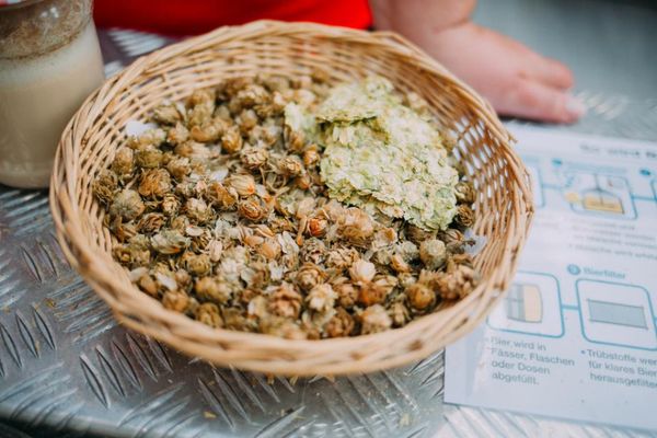 Brauerei Hebendanz - getrockneter Hopfen