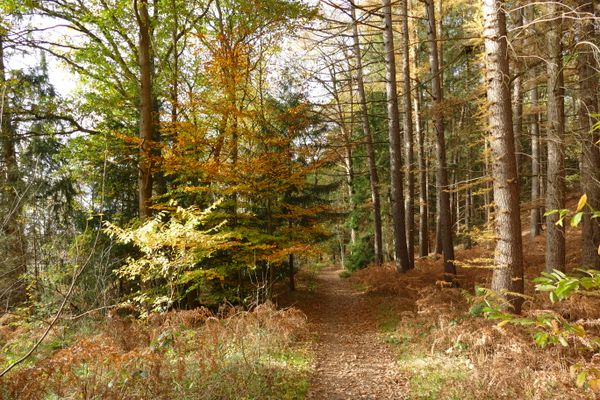 Blick vom Hirschgeweihweg auf die Böhme im Herbst